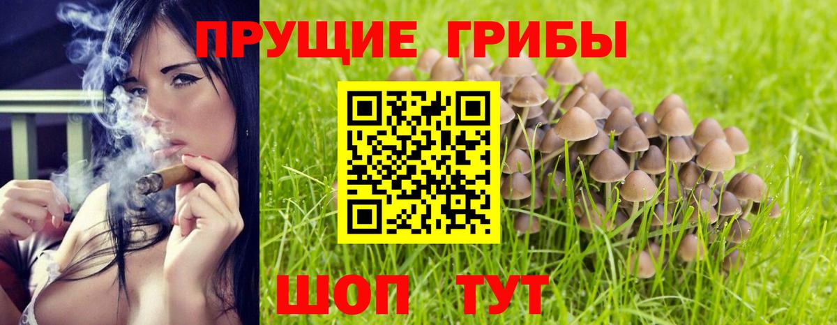 Галлюциногенные грибы Psilocybe Северск